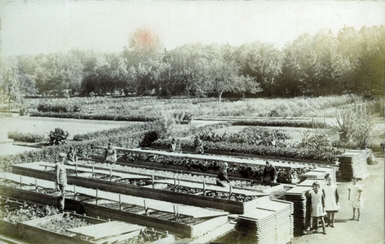 Ogrodnicy uprawiający warzywa - Runowo Krajeńskie, początek XX wieku