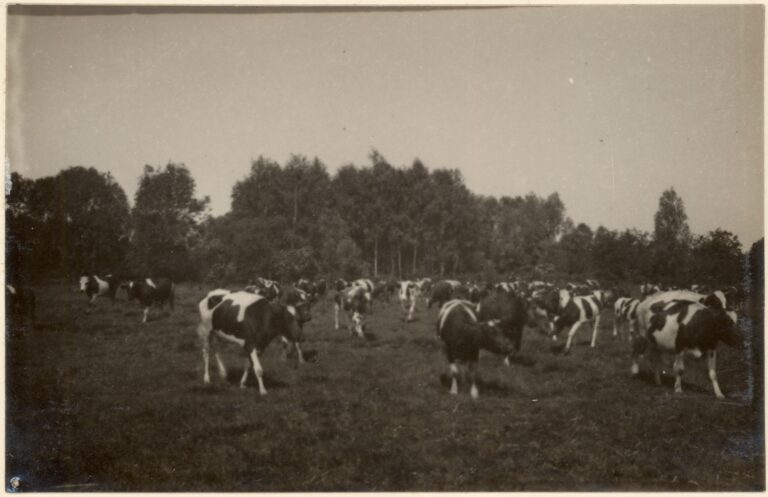 Majątek Kobylniki w powiecie mogileńskim, lata 30-te XX wieku - stado łaciatych krów na łące sceneria letnia